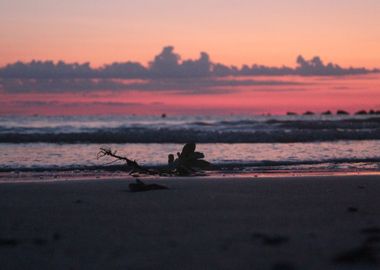 Branch on the shore