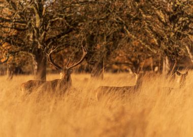 Deers in Autumn