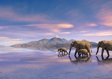 elephants reflecting