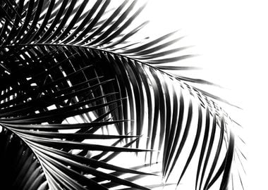 Palm Leaves Black White 3