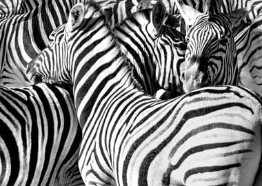 zebras black and white