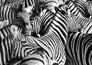 zebra black and white