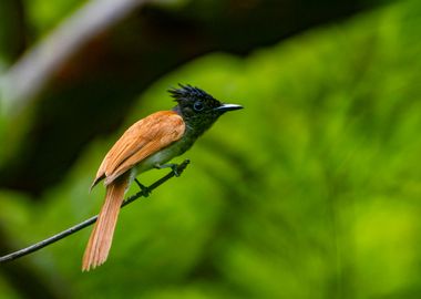 Asian paradise flycatcher