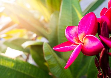 Frangipani Morning