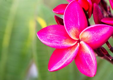 Frangipani Flower