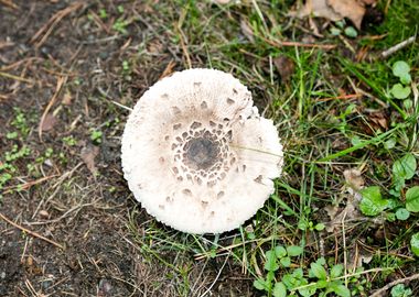 Wild mushroom macro prints