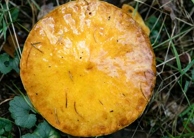 Wild mushroom macro prints