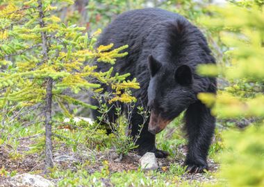 Black Bear