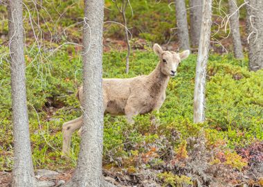 Big Horn Sheep Lamb