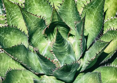 Shaw Agave