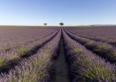 Flowering of Lavender