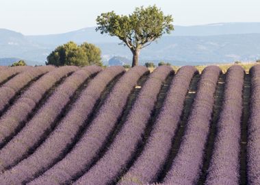 Flowering of Lavender