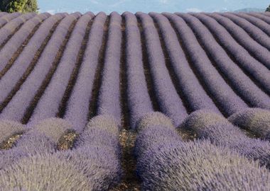 Flowering of Lavender