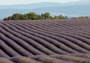 Flowering of Lavender