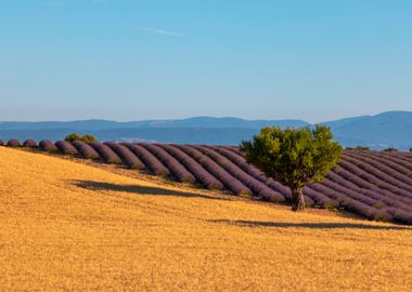 Flowering of Lavender