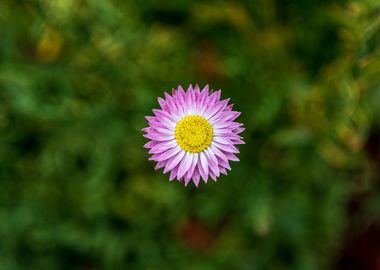 Pink flower