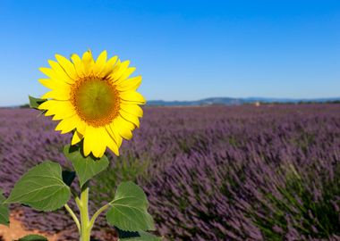 Flowering of Lavender