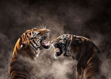 Tigers fighting