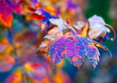 Splendid Maple Leaves