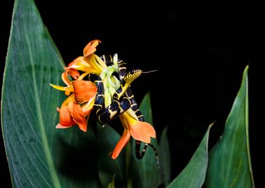 A Snake and A Flower