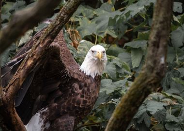 An American Bald Eagle