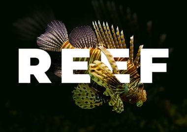 Lionfish Reef Aquarium