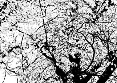 Linden Tree Black White