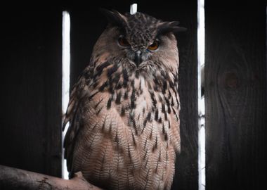 Eurasian Eagle Owl