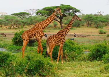 Giraffes