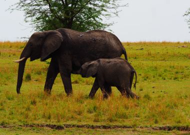 Young Elefant