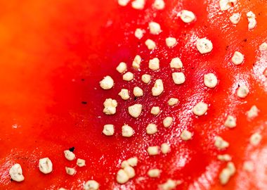 Amanita muscaria mushroom