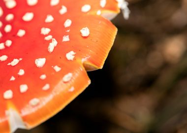 Amanita muscaria mushroom