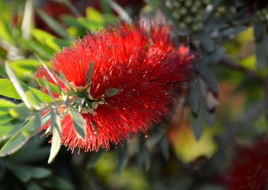 tropical flower