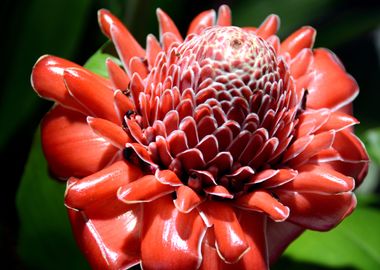 ginger blossom