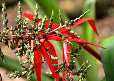 ginger flower