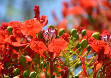 red blossoms