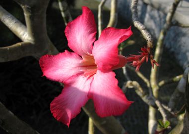 hibiscus