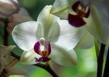 white orchid blossom