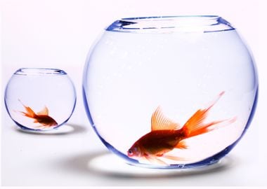 two goldfish in glass