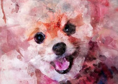 POMERANIAN DOG PORTRAIT