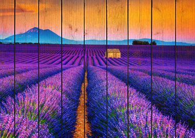 Landscape Lavender Wood