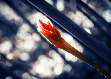 Flower in Tropical Garden