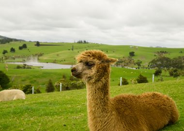 Alpaca Lama by nature