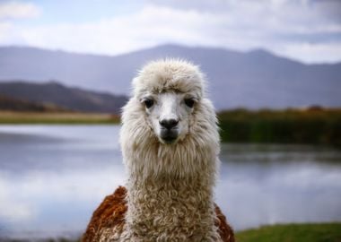 Lama Alpaca at nature