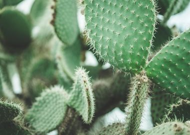 Cactus Close Up