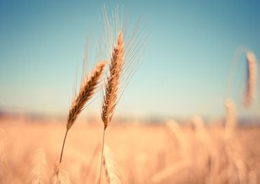 Grain Field