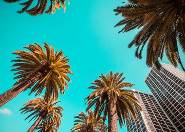 Tropical Beach Palms