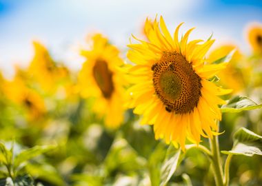 Sunflower