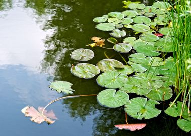 Water Lily Summer Pond