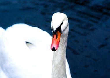 White Swan